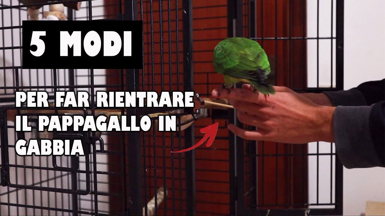 5 MODI per far RIENTRARE il PAPPAGALLO in GABBIA// Parliamo di Pappagalli