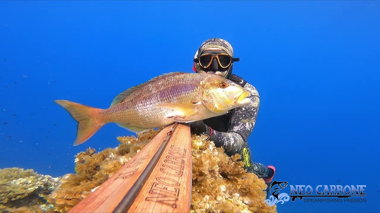 NC100TP VS Dentex by Bože Muše - Summer Vibes  -  Neo Carbone Wooden Spearguns Spearfishing Passion