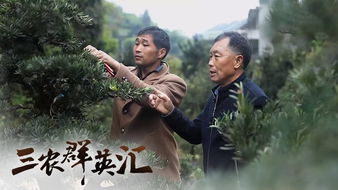 为了将徽派盆景发扬光大，盆景王不惜打破祖训 | 「三农群英汇」20210616