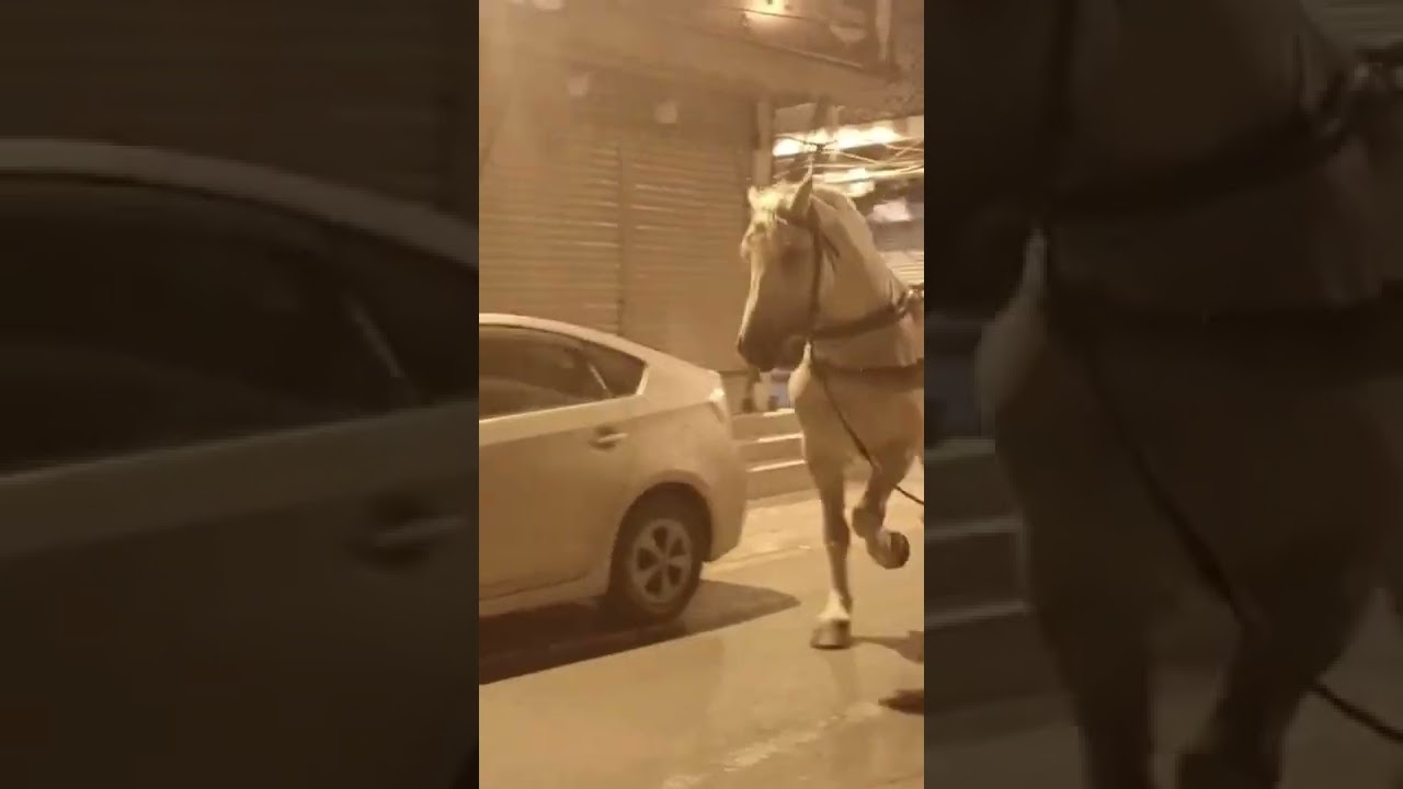 &ldquo;Zuljinah walk Shah-Zaman Badshah &ldquo;Faisalabad #shorts #viralvideo #zuljanah #youtubeshorts