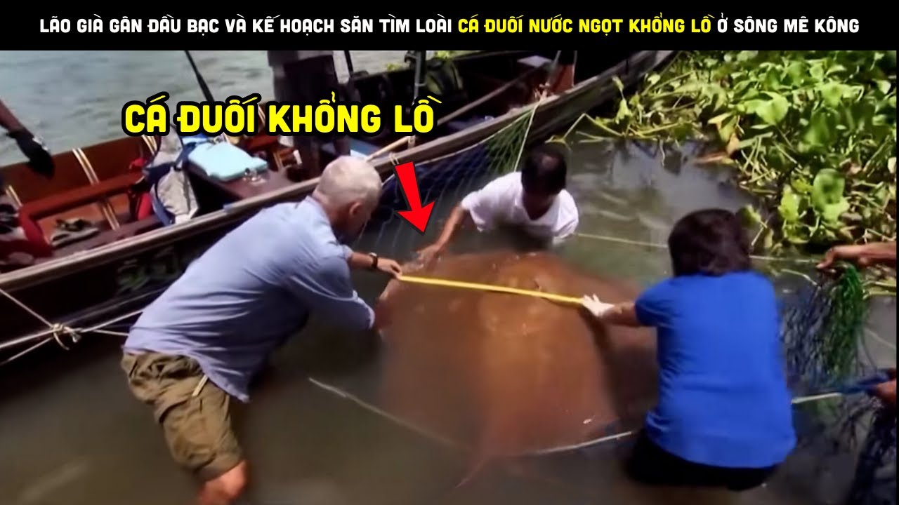 Lão Già Gân Đầu Bạc Và Kế Hoạch Săn Tìm Cá Đuối Nước Ngọt Khổng Lồ Sông MêKông | Review bắt hải sản
