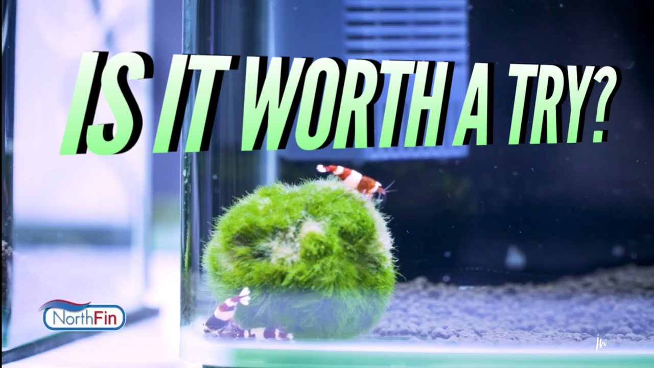 What is My Aquarium Box?