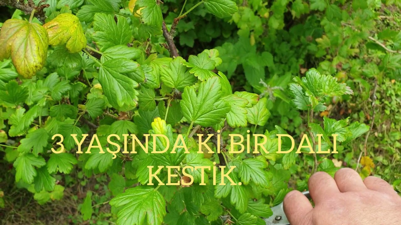 TEMMUZ AYINDA ; AHUDUDU , BEKTAŞİ ÜZÜMÜ , FRENK ÜZÜMÜ BUDAMASININ ÖNEMİ