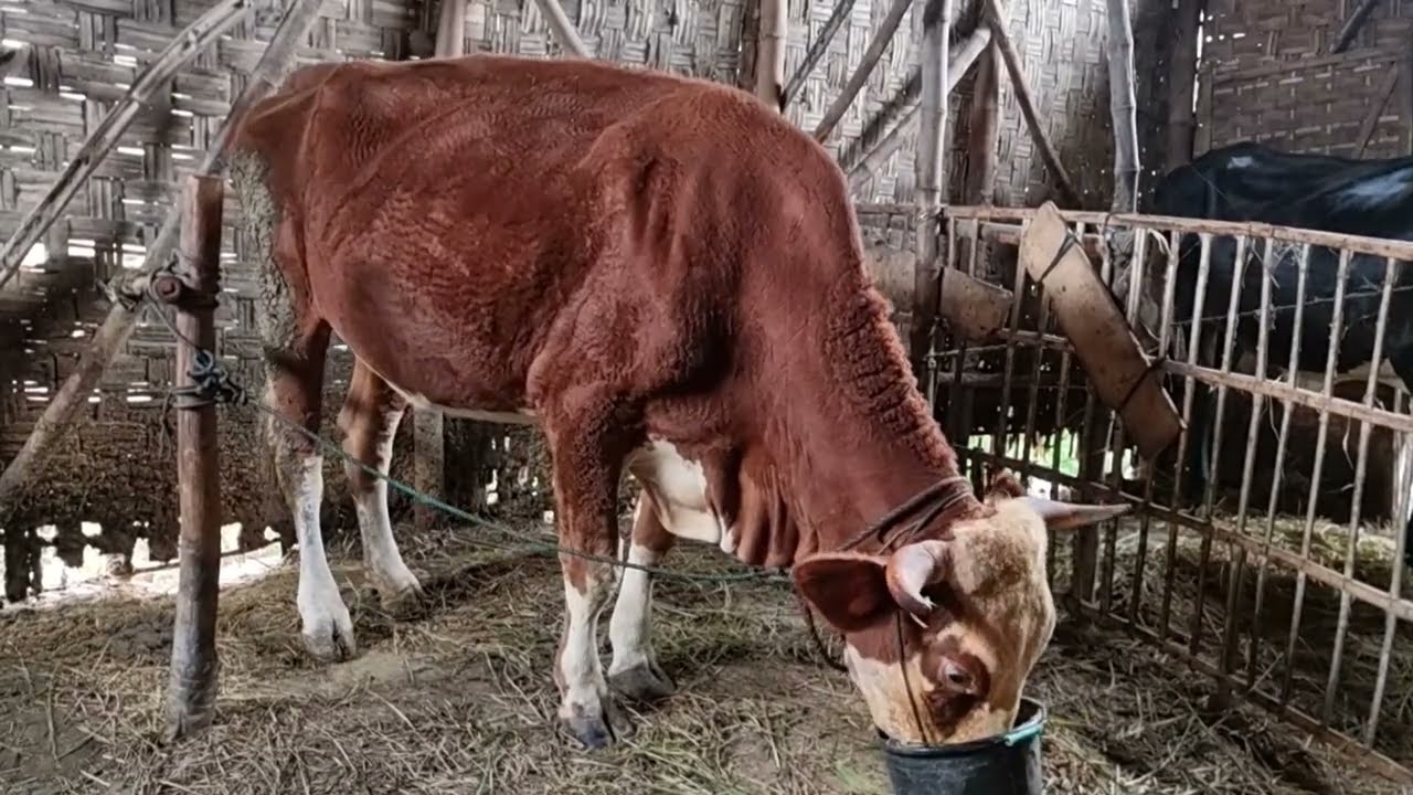 H426 Combor Sapi Simental Hamil-H119 Di Pagi Hari | Senin 23 Februari 2026