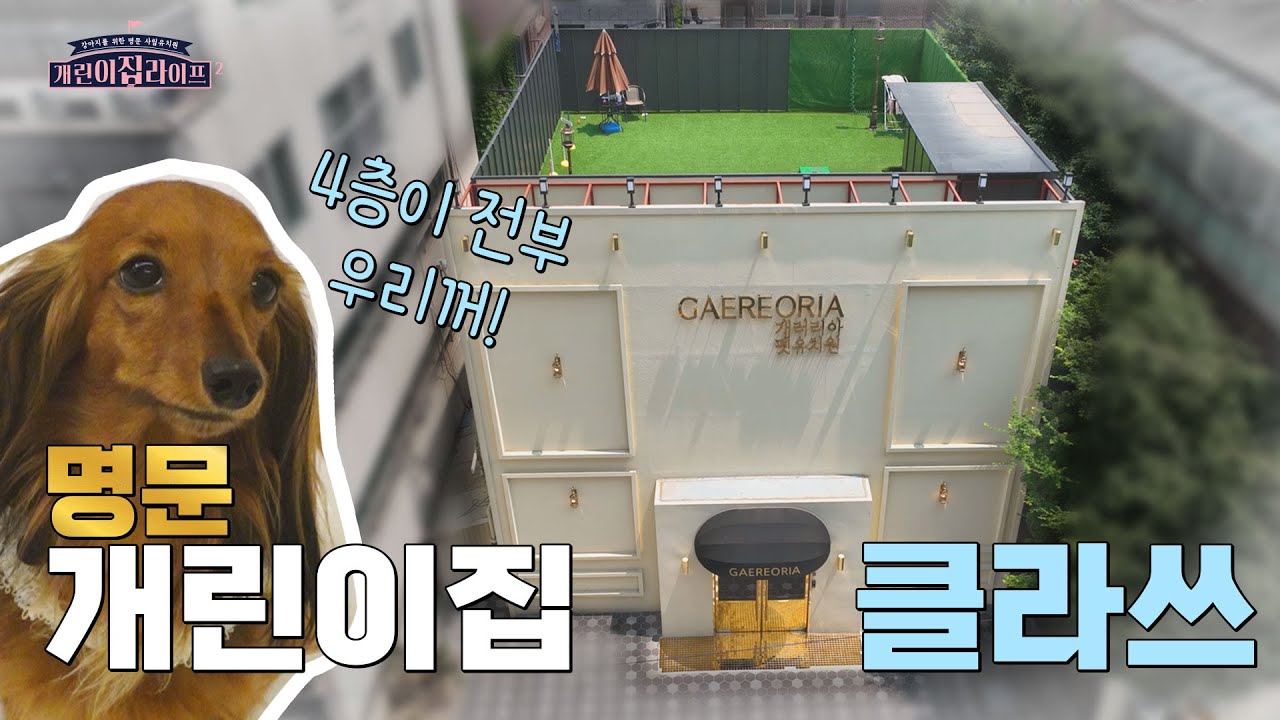광대 리프팅 해드릴게요. 귀여움 끝판왕 강아지 유치원생들의 개린이집 라이프- 1교시🎈