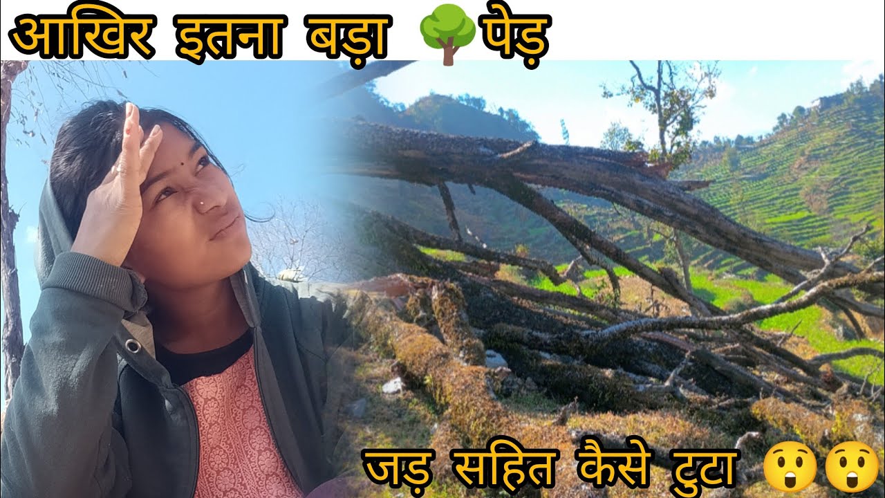  लगभग 50 साल पुराना पेड़🌳 टुटा अचानक लोगों के खेत भी दब गये 😲😲🥺#pahadilifestyle @Shobharana06 