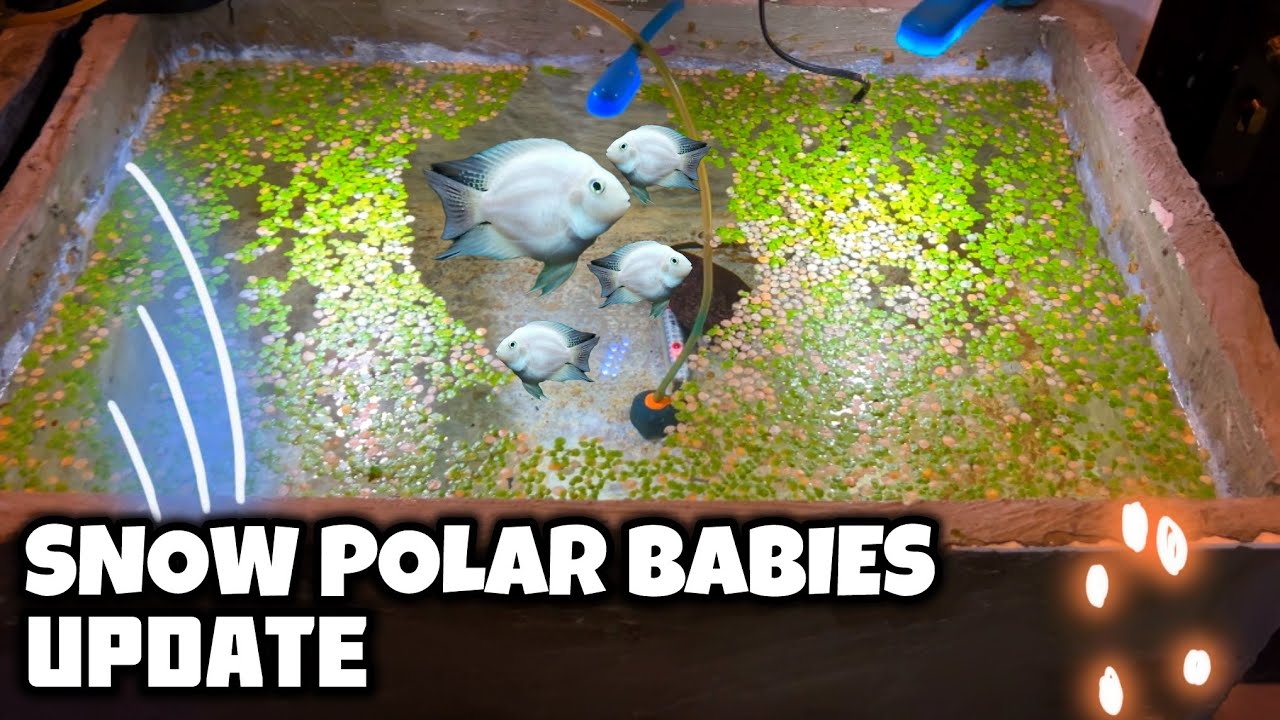 Snow Polar Parrot Fish Babies Update | Platinum Parrot Fish Babies - Imran's World