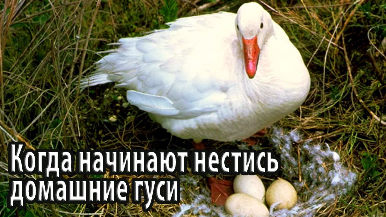 Когда начинают нестись домашние гуси