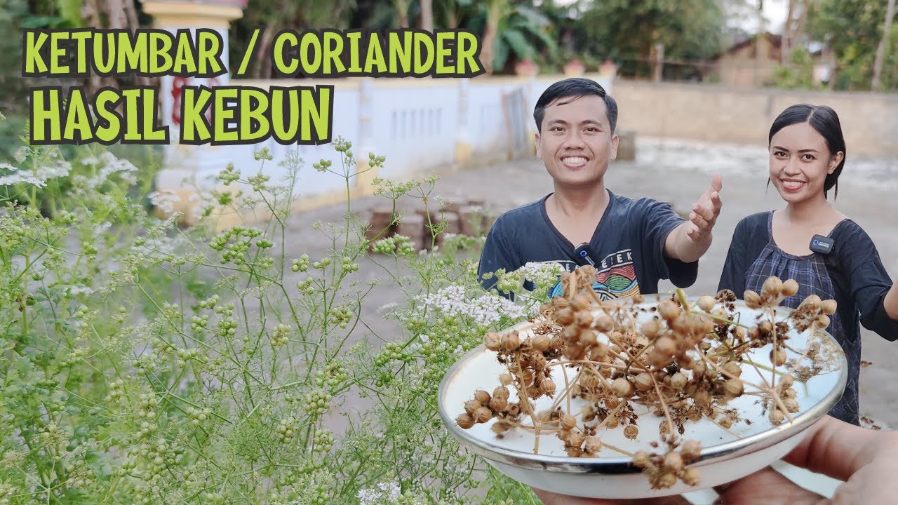MENANAM & PANEN KETUMBAR / CORIANDER HIDROPONIK SEDERHANA