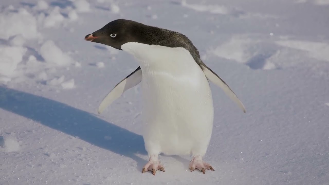 528 HZ Meditation Music || Peace like the Penguins