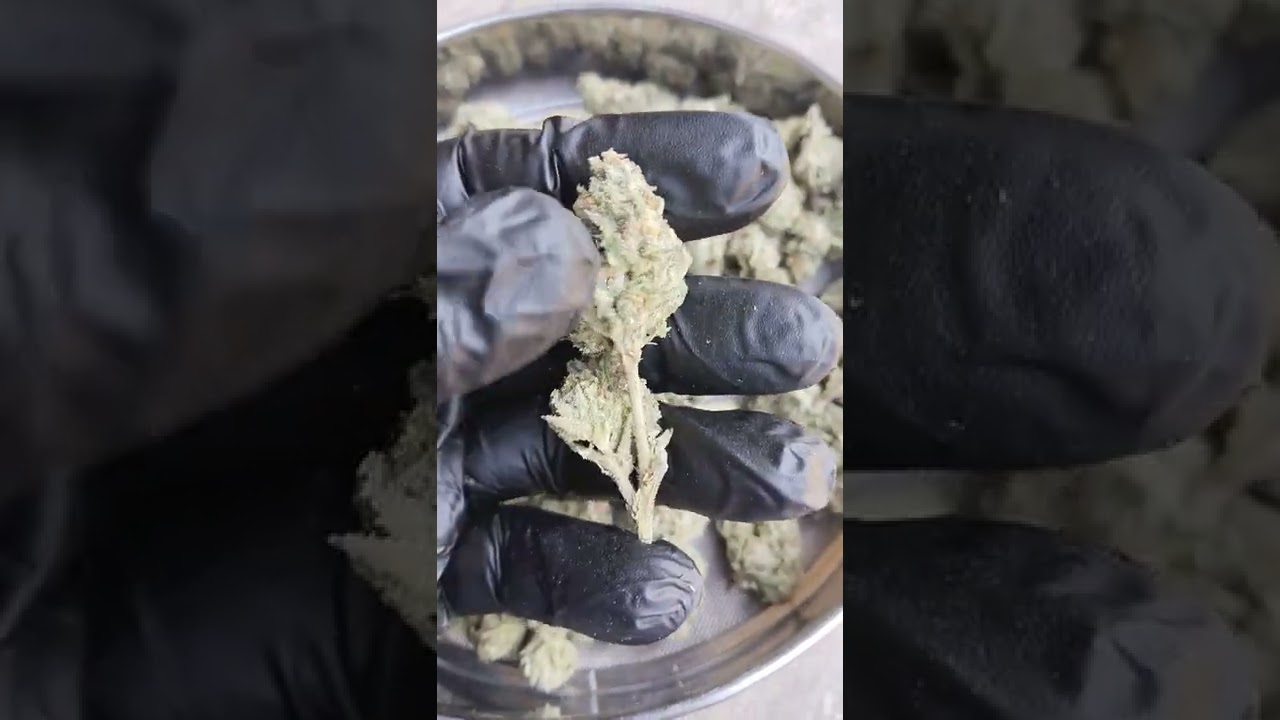 Zombie OG : Srinual Seed