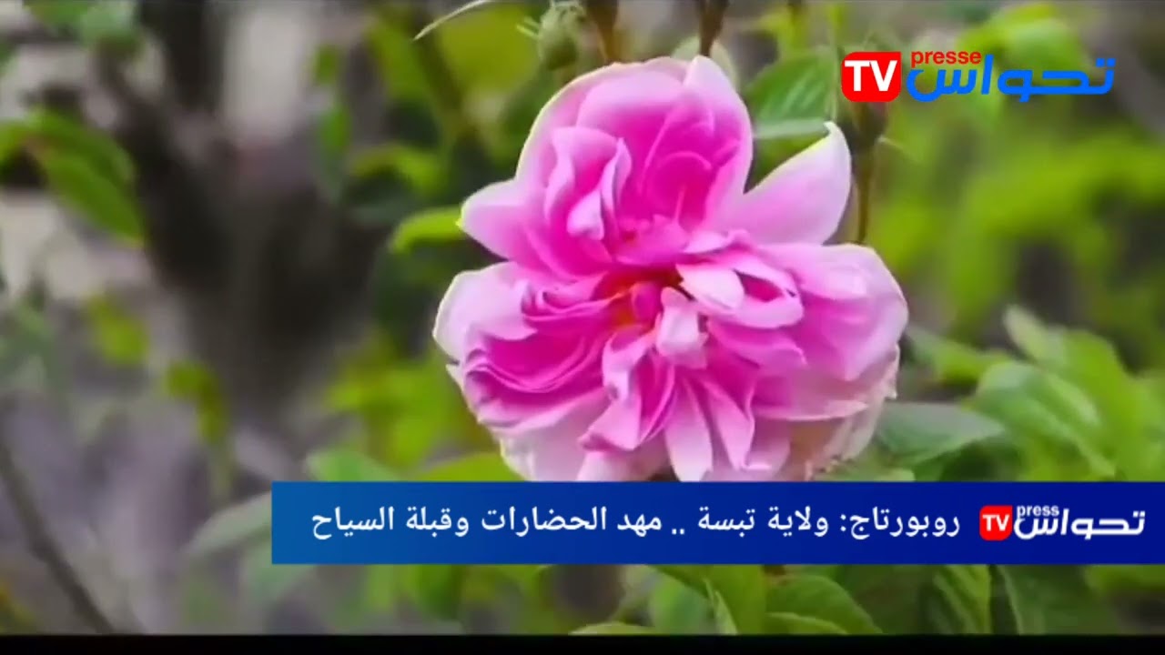 روبورتاج: ولاية تبسة ... مهد الحضارات وقبلة السياح