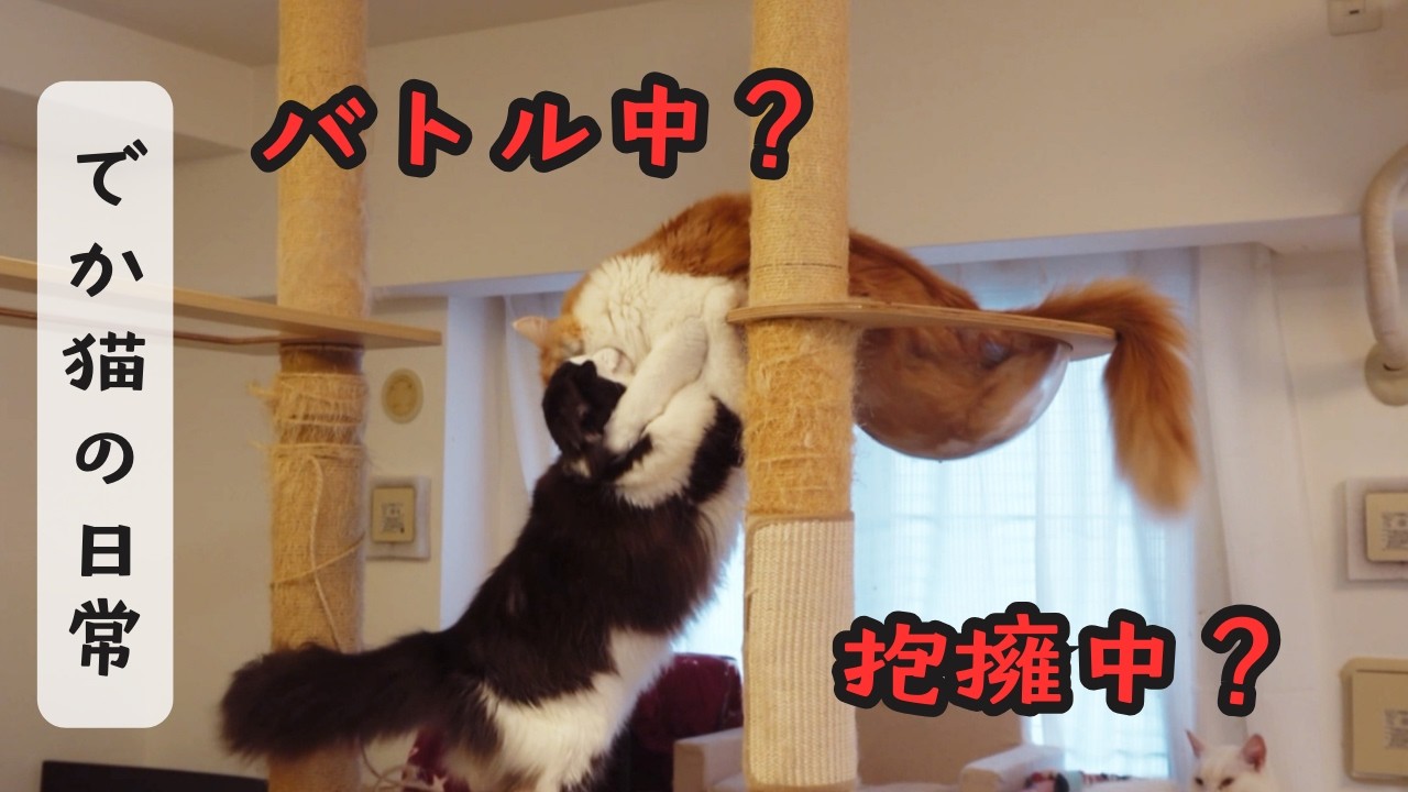 【でか猫の日常】メインクーンの場所取り合戦（２戦目）とびあんこさんの超能力？