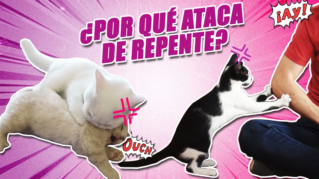 ¿Por qué tu GATO se vuelve AGRESIVO DE REPENTE? 🥊😾⚡ | CÓMO debemos ACTUAR con un gato agresivo