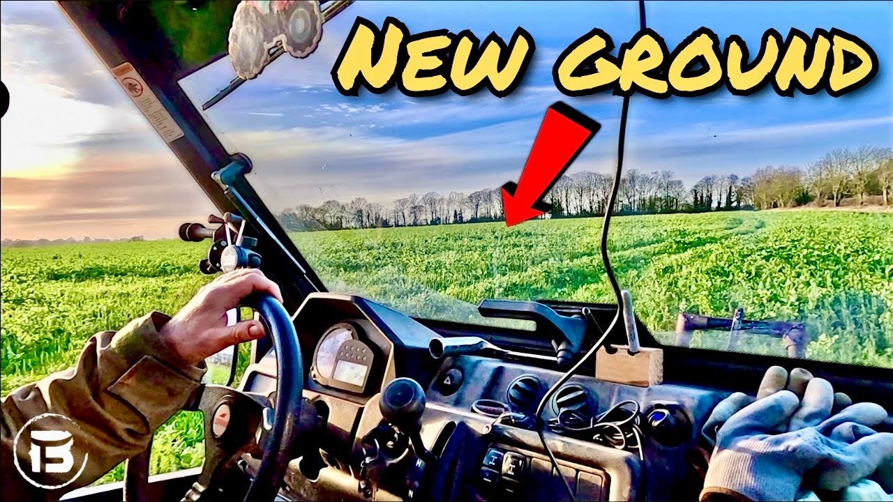 Out Wintering Cows on Cover Crops | Will This Work? 
