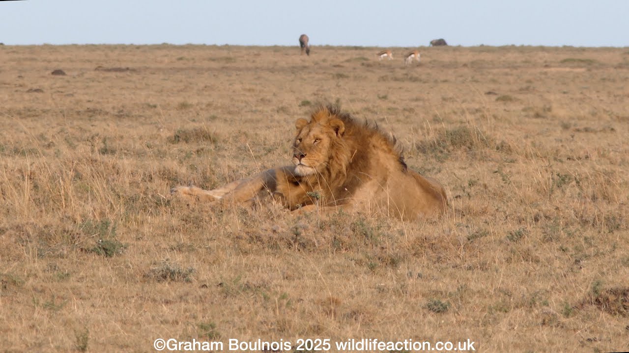Bonding session between two male lions