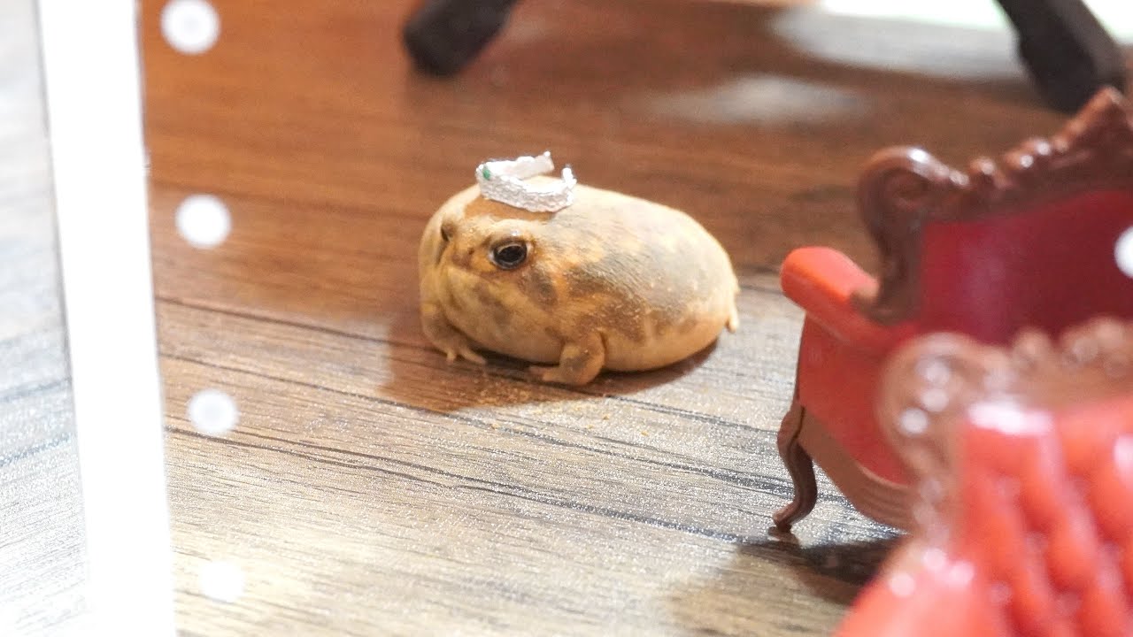 Круглая лягушка Я милая принцесса👸　Rain frog  I'm a pretty princess👸