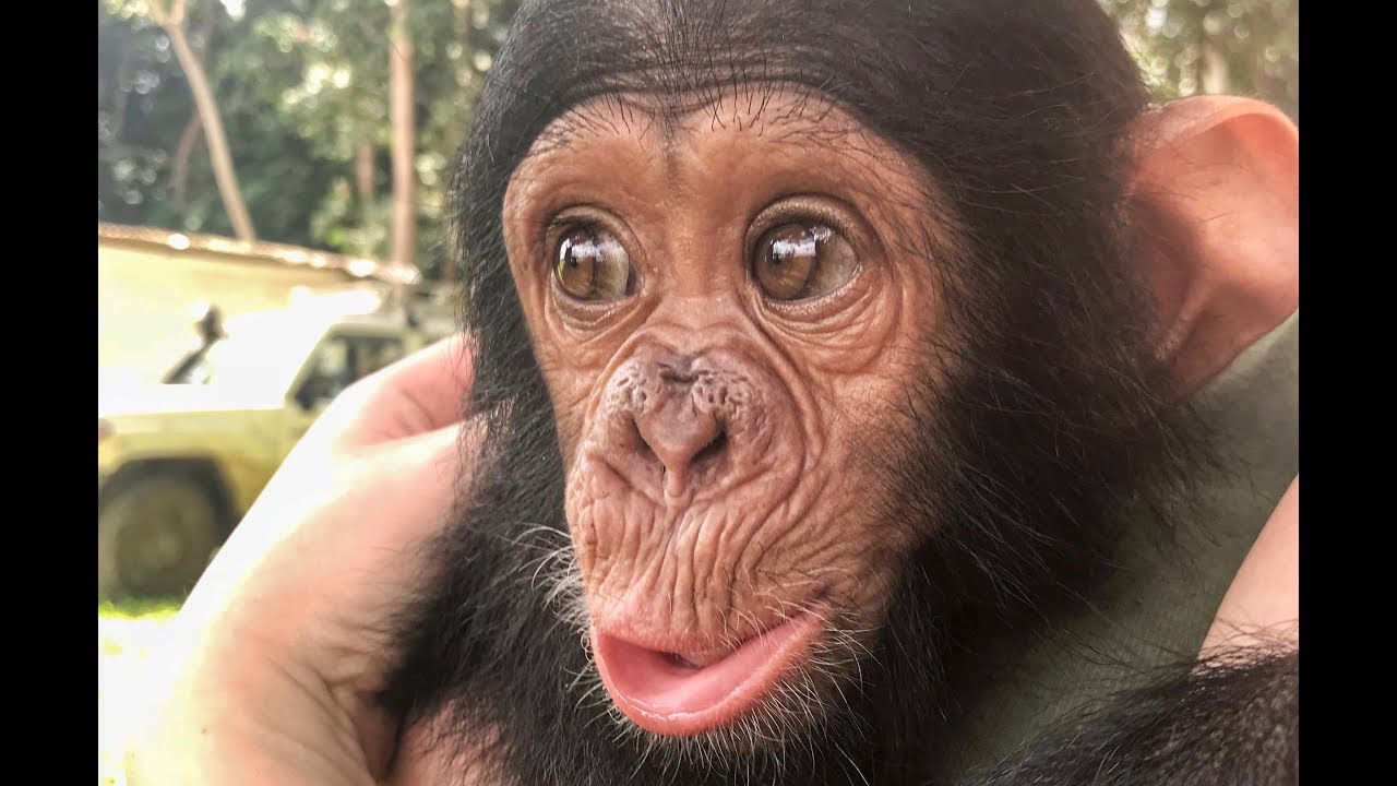 Orphaned Chimps in Cameroon find a New Home -- My Mercy Ship Adventure #12