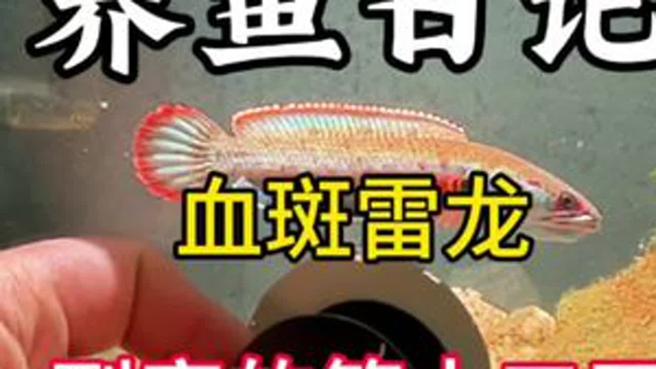 血斑雷龙翻沙能力太厉害了#养鱼日记 #雷龙鱼 #血斑一型雷龙 #新手养鱼 #鱼缸里的大自然