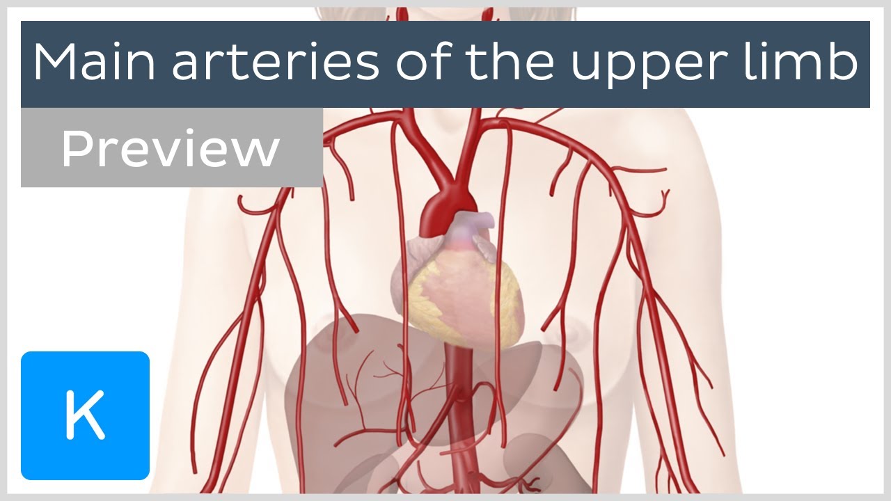 Main arteries of the upper limb (preview) - Human Anatomy | Kenhub