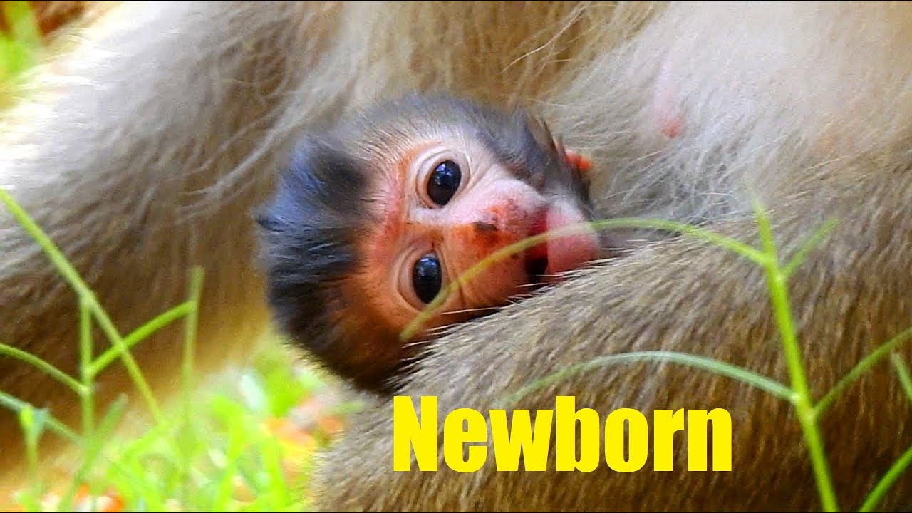 Fresh newborn monkey, Newborn still look weak coz she is premature baby, Fresh Newborn Monkey 1512