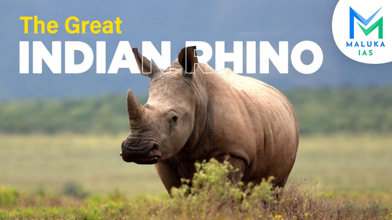 The Great Indian Rhino #rhino  #malukaias #rhinoconservation #endangeredspecies #animalconservation