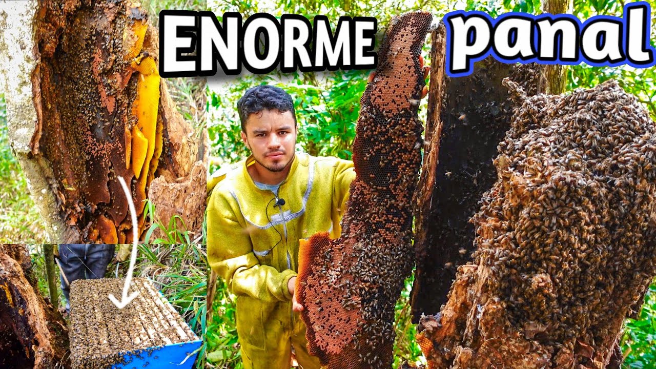 ⭕ Огромная ПАНАЛЬ спасения пчел и сбора урожая из диких ульев 🐝 ✅