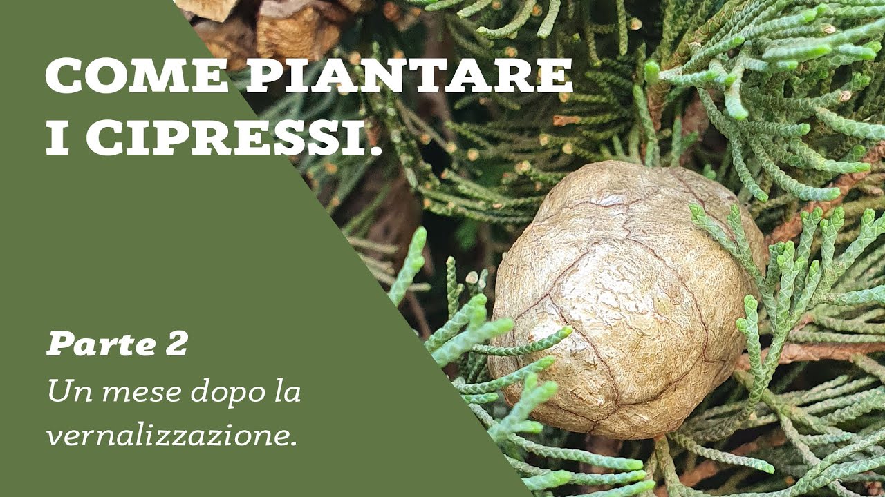 COME PIANTARE I CIPRESSI - AGGIORNAMENTO DOPO UN MESE DALLA RACCOLTA DEI SEMI - Ep. 2 RimboscaMENTI