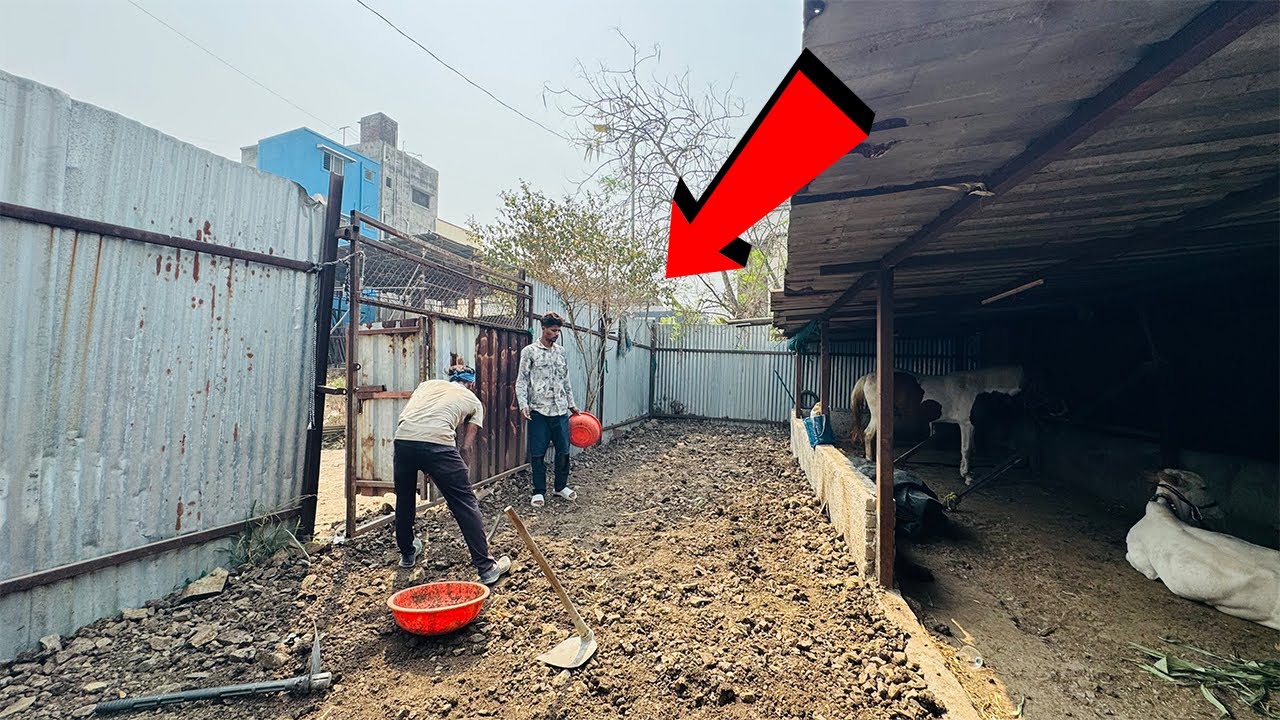 लवकरच अजून एक दावण तयार होईल | #khillar #khillarcow 