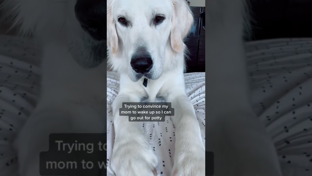 My dog is an alarm clock #goldenretriever #golden #puppy #funny