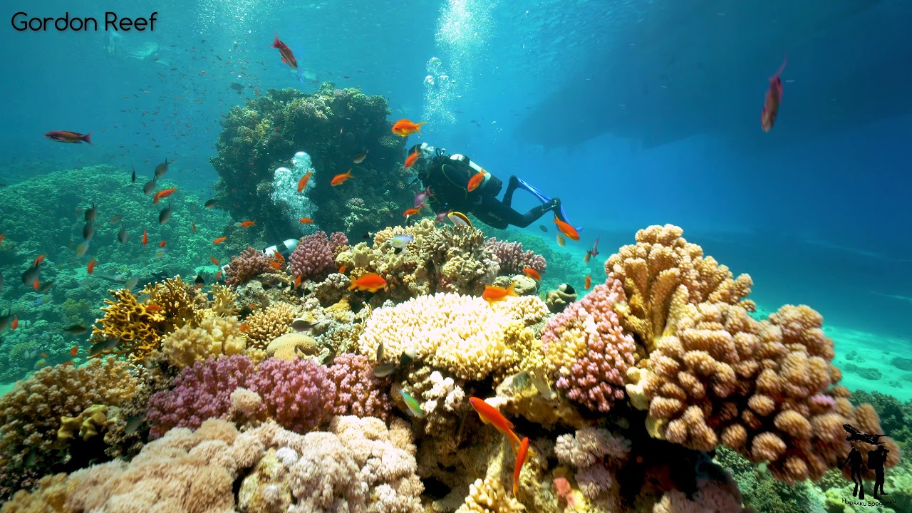 Дайвинг на красном море, дайв сайт  Gordon Reef .  Egypt,  Red sea