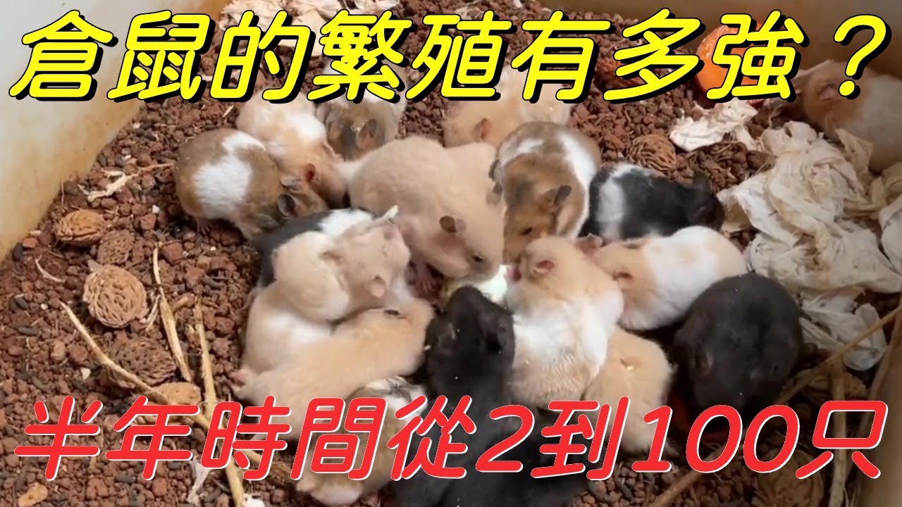 【倉鼠寶寶】2隻變100隻？ 半年吃空小康家庭百萬存款，這下全完了要丟掉嗎！