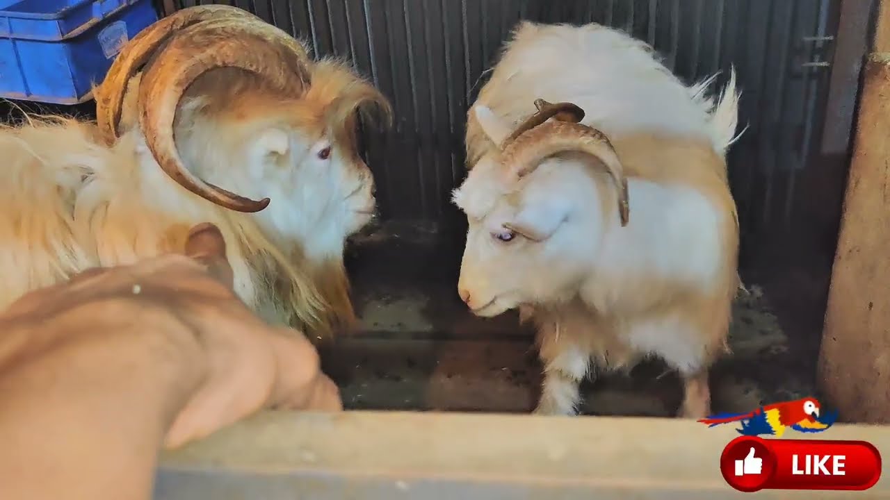 Golden Birds Farm Ka Pura Tour 🐐🐓 | Bakra Bakri Murga Murgi Sab Ek Sath | #short #animals #birds 