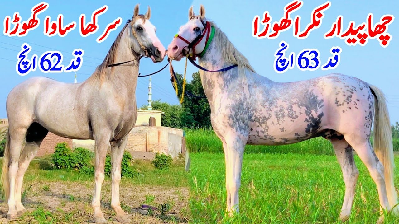 Surkha Sawa Ghora | Chal Baz Nukra Ghora | Horse For Sale In Pakistan 
