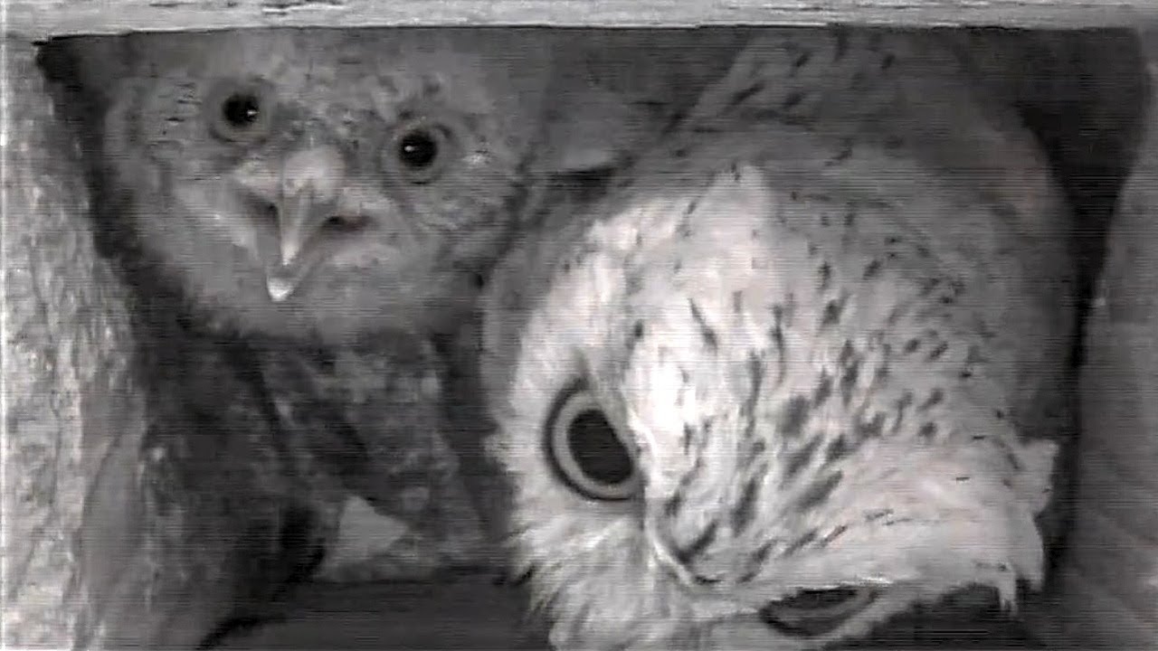 Screech Owl Babies Update -  The 