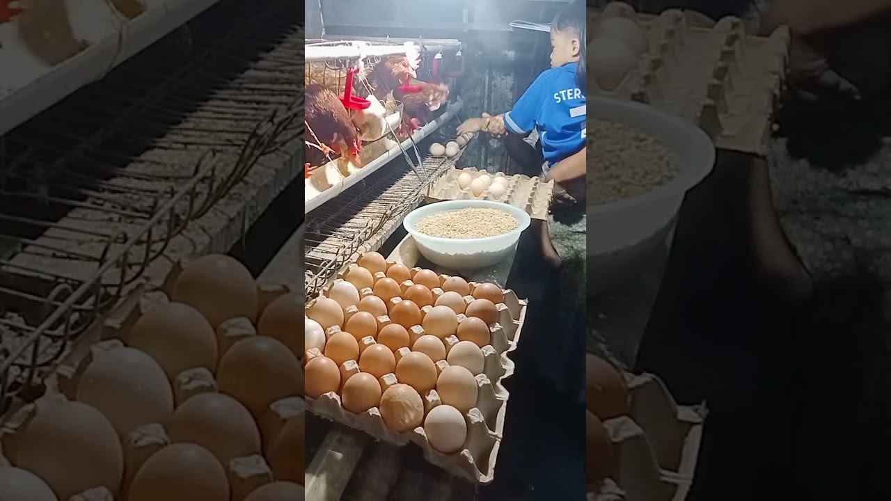 Panen telur