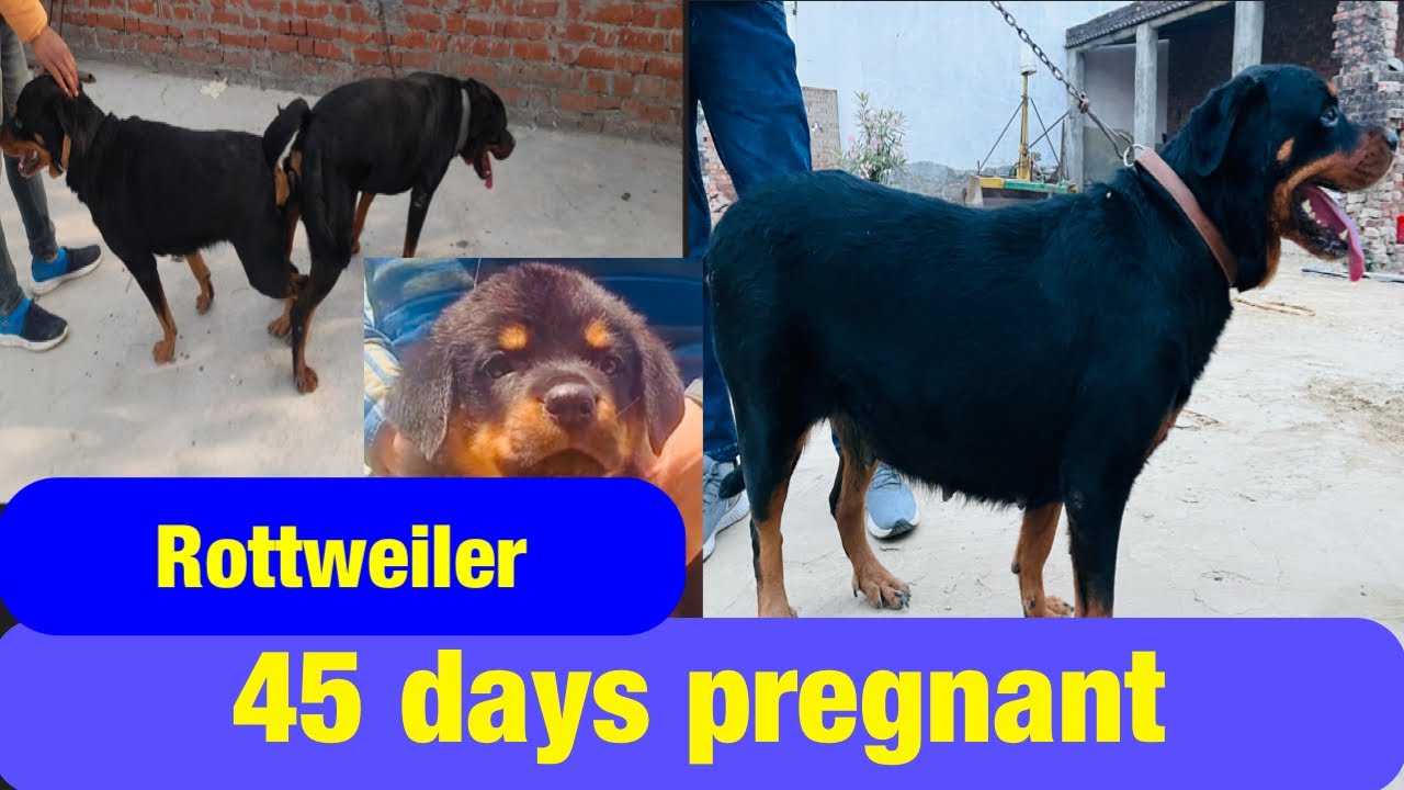 50 days pregnant female dog