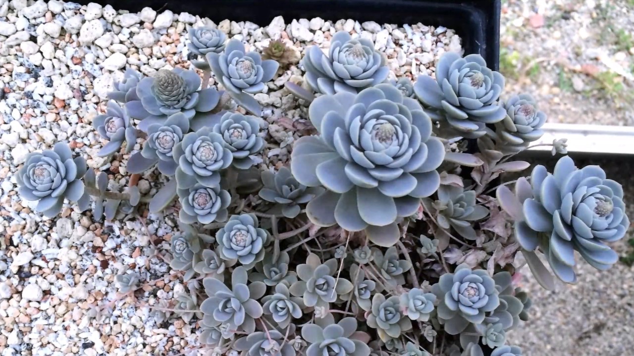 OROSTACHYS DUNCE CAP &mdash; морозостойкое суккулентное растение