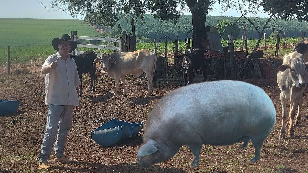 CRIADOR DE PORCOS CULTIVA SEU PRÓPRIO MILHO A MAIS DE 60 ANOS NO MODO ANTIGO