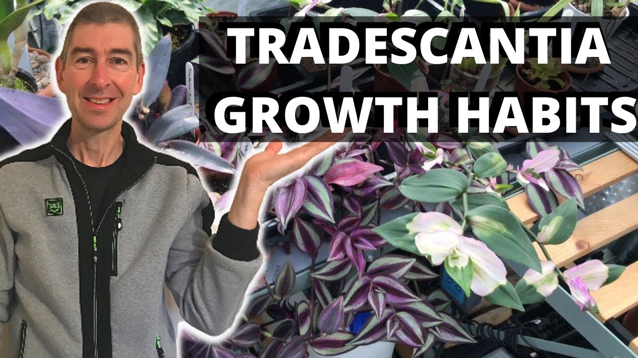 TRADESCANTIA GROWTH HABITS - trailing or bushy?
