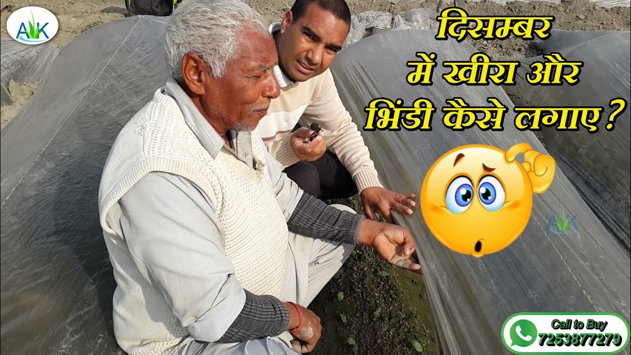 How to Grow Cucumber and Okra in Low Tunnel Farming-=Part-1
