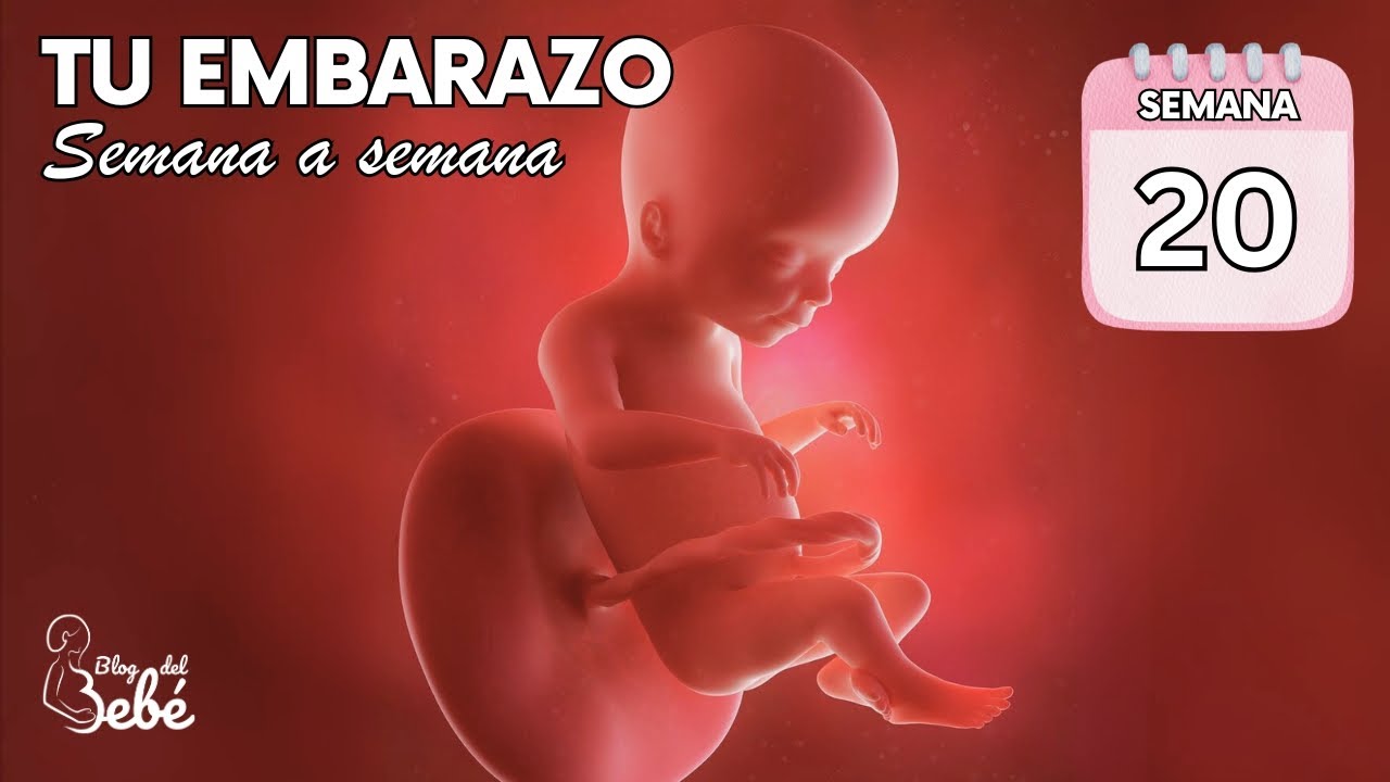 ❤️ Semana 20 de embarazo 🤰 Síntomas, consejos y desarrollo del bebé | El embarazo semana a semana