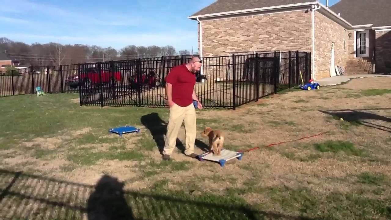 Pak Masters Dog Training 