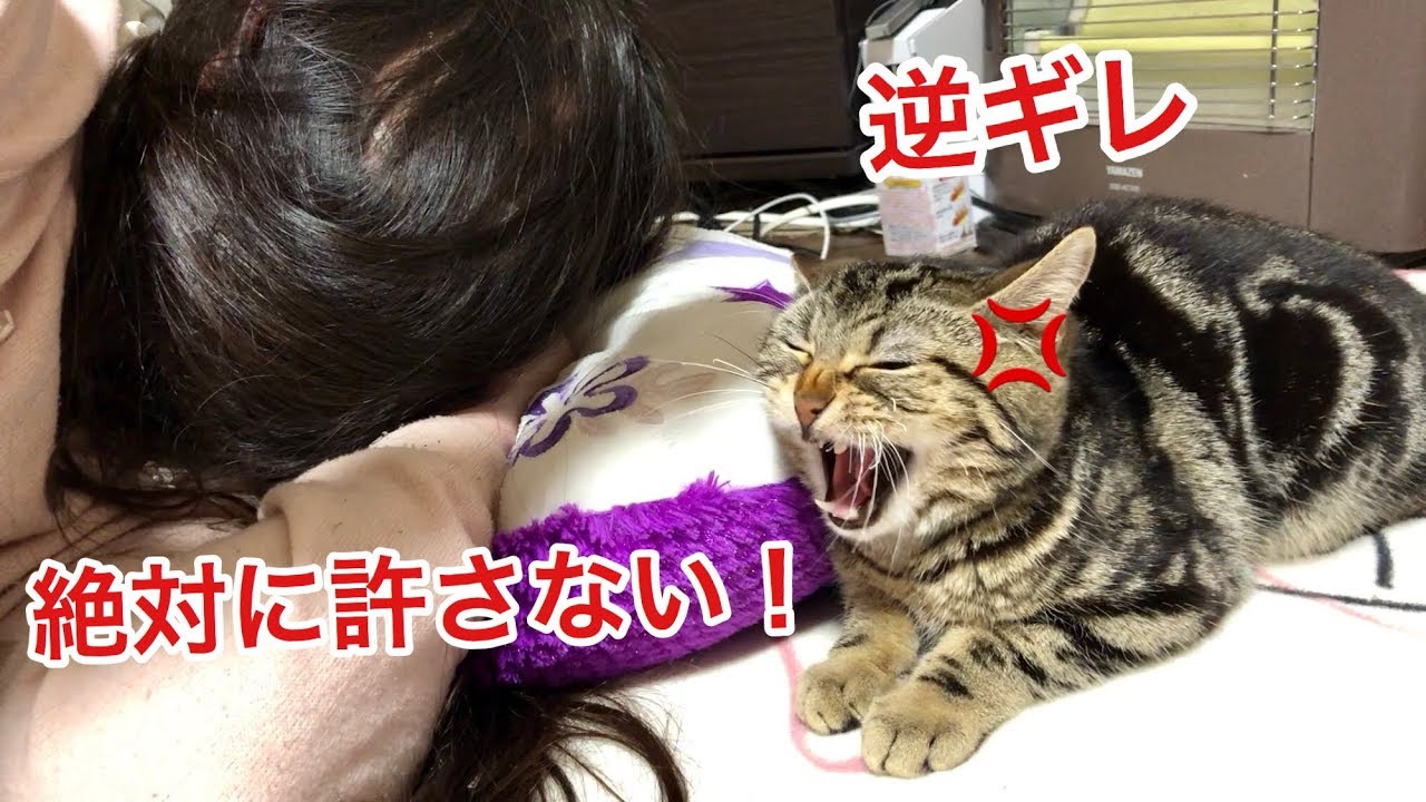 妹の昼寝を邪魔して怒られ逆ギレしてしまった猫ｗ