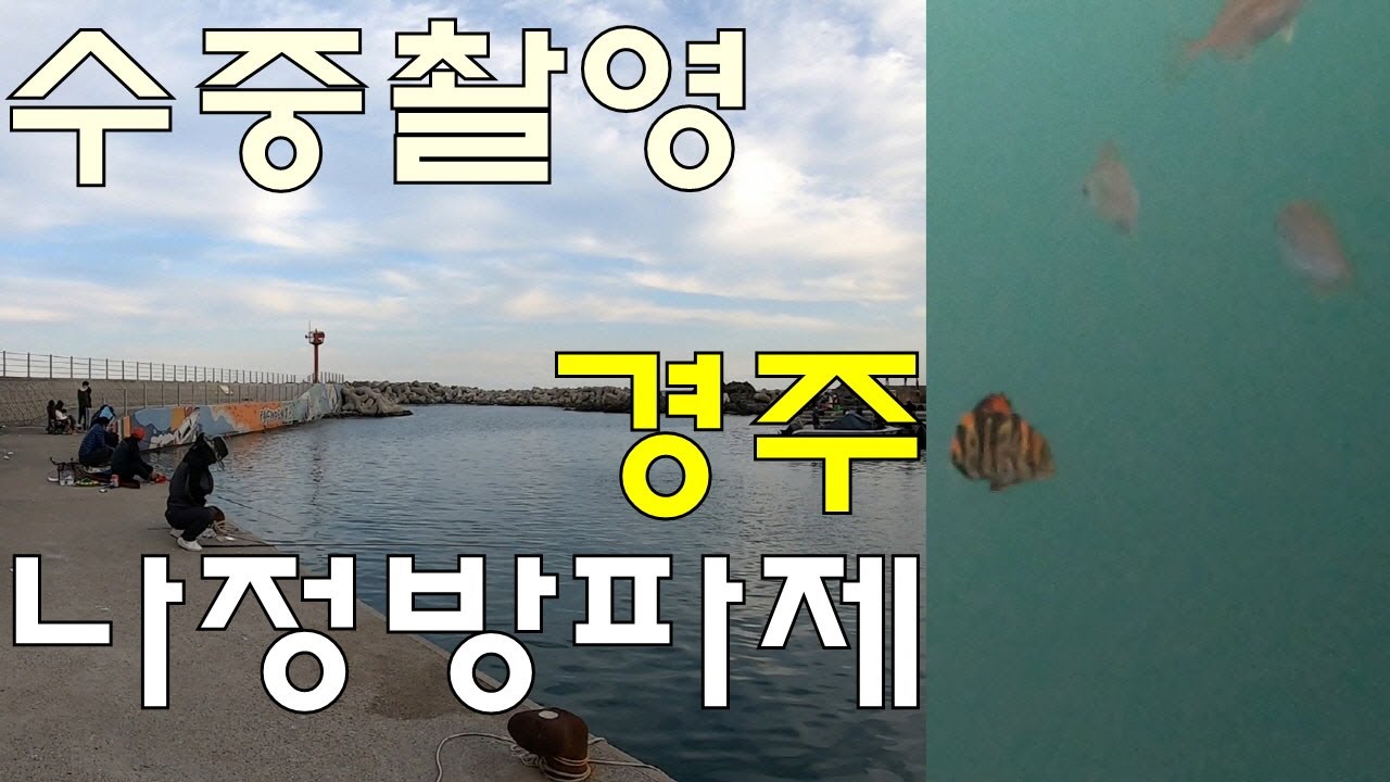 경주권 생활낚시 간판스타 나정방파제, 물밖&물속 연속 탐방