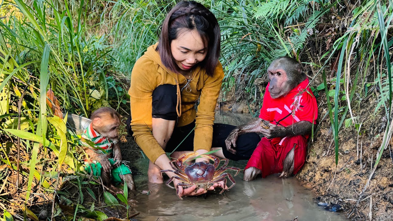 Monkey ABU Family Relaxing in NatureI Catching Crabs and Clams by theRiver