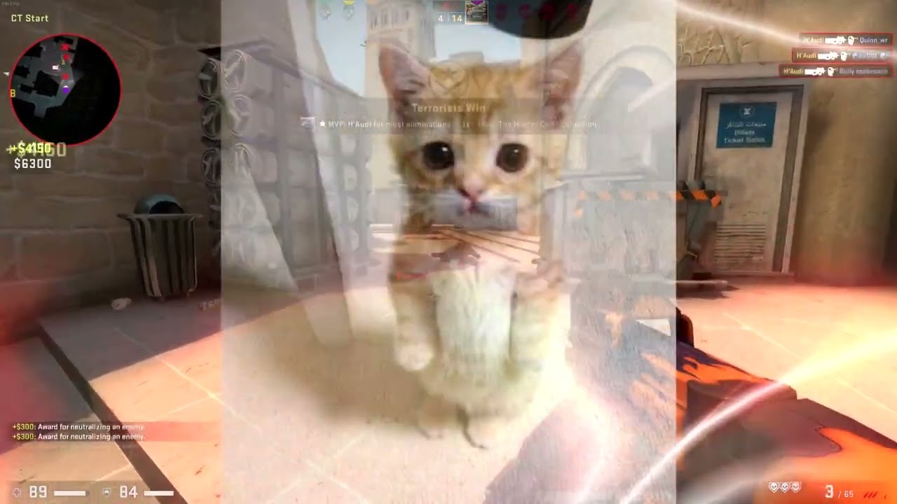 CaterStrike (CSGO Silly Cat Montage)