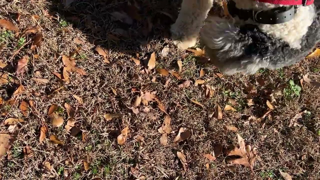 Millie - first off lead session