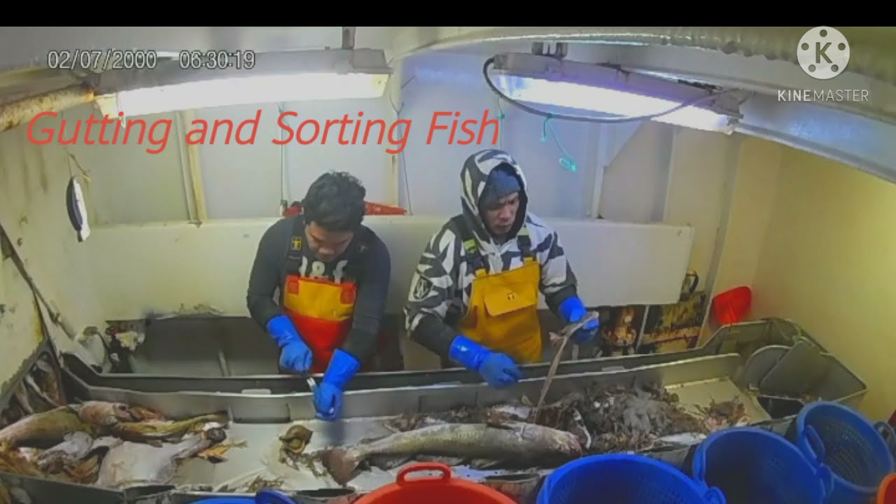 peterhead trawler scotland ... showdoy