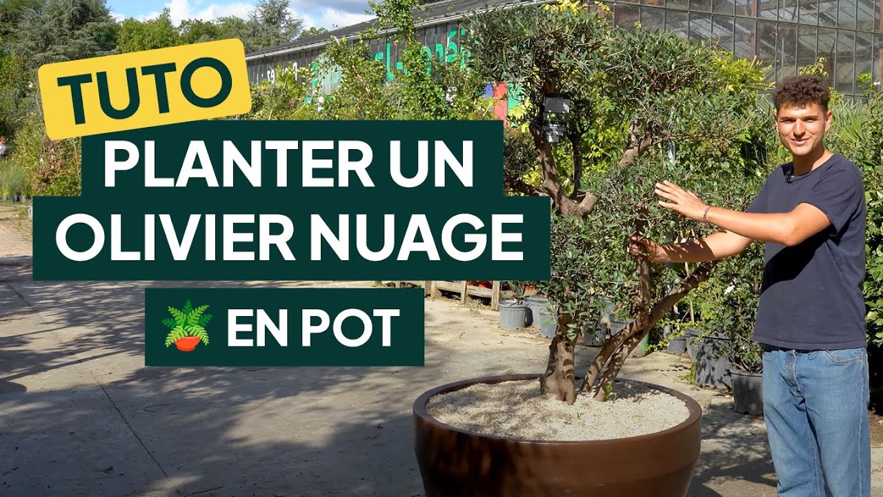Comment planter un Olivier Nuage dans un pot ?